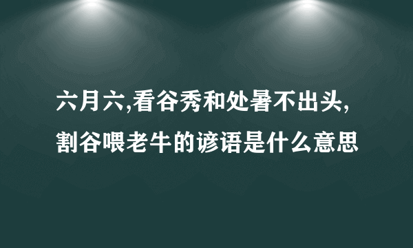 六月六,看谷秀和处暑不出头,割谷喂老牛的谚语是什么意思