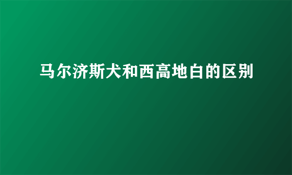 马尔济斯犬和西高地白的区别