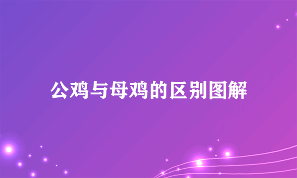 公鸡与母鸡的区别图解