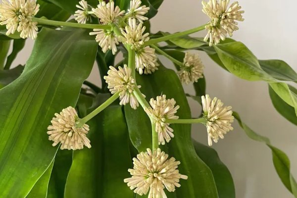 巴西木开花有毒吗?