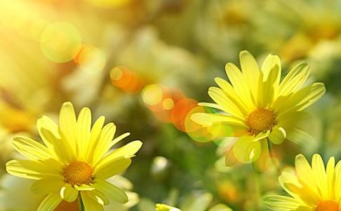 新年快乐的英文怎么写？