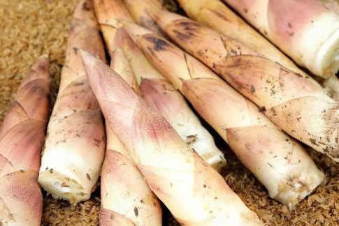 如雨后春笋般涌现是什么意思