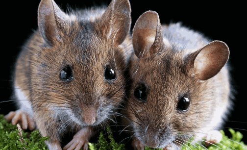 世界上谁的寿命最短