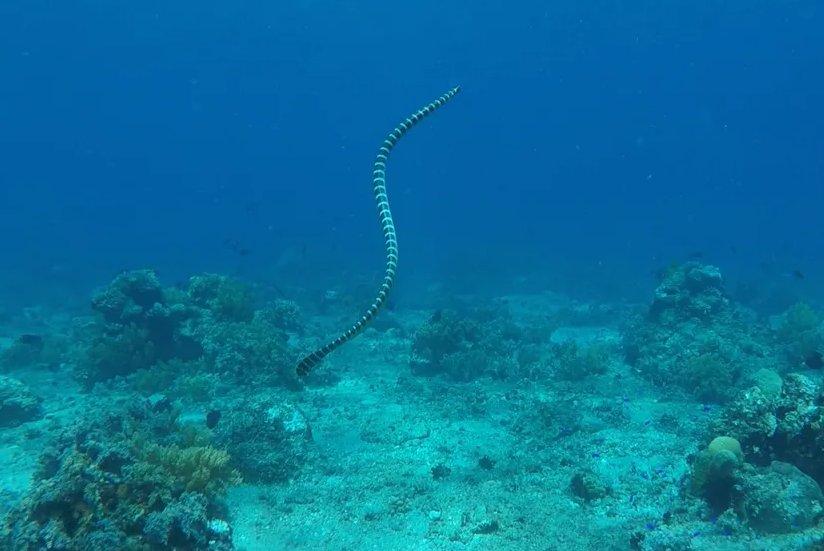 非洲十大毒蛇排行