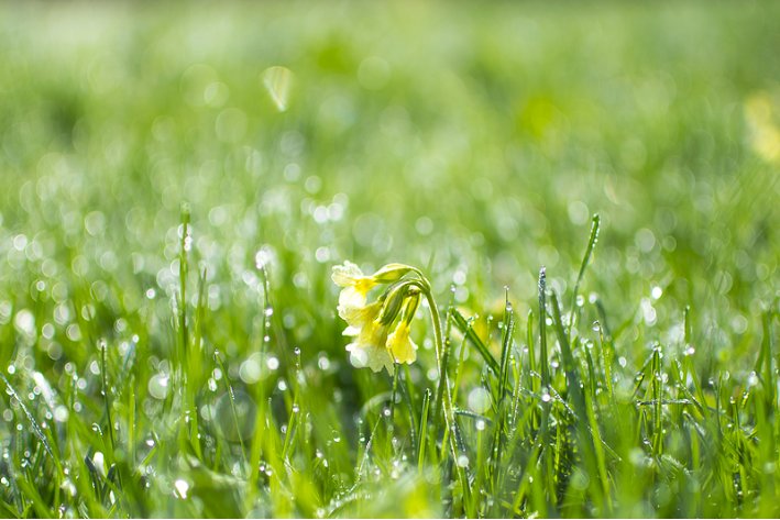 冰心写的短诗小草