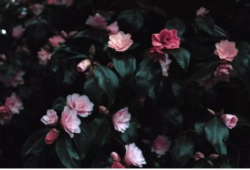 七夕要怎么过才浪漫?