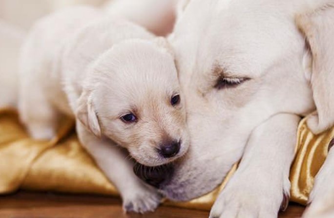 狗狗是怎么交配的？