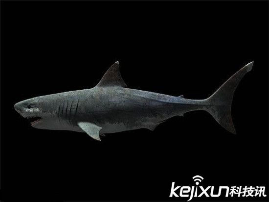 巨齿鲨生死谜的介绍