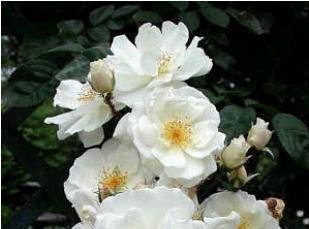 荼蘼花开是什么季节