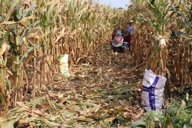 山东一小伙帮岳父收玉米，怕过敏却穿防护服，此举遭到了网友怎样的调侃？