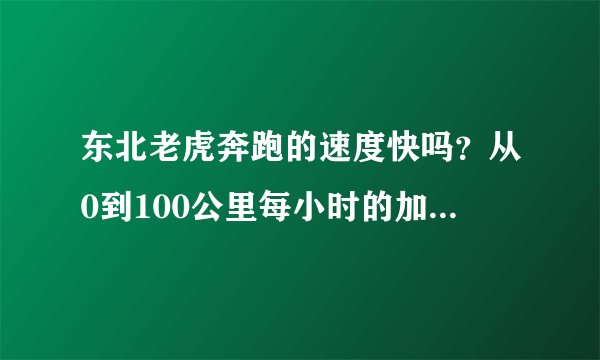 东北老虎奔跑的速度快吗？从0到100公里每小时的加速时间是多少？