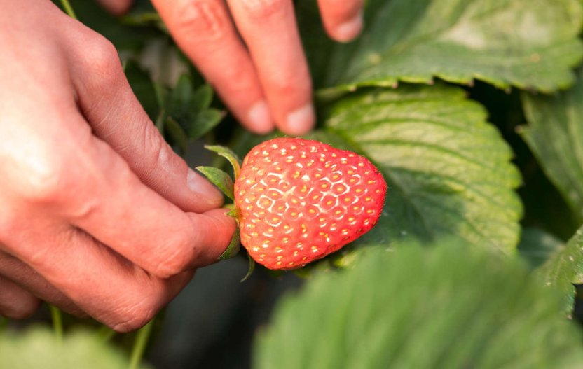 男生什么情况想种草莓
