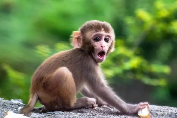 后院起火打一生肖最佳答案