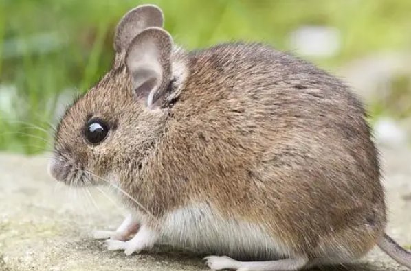 白首无成是什么生肖动物