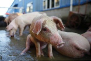 山西洪灾幸存的猪坚强被扑杀,809头全部死亡,给养殖户造成了多大损失?