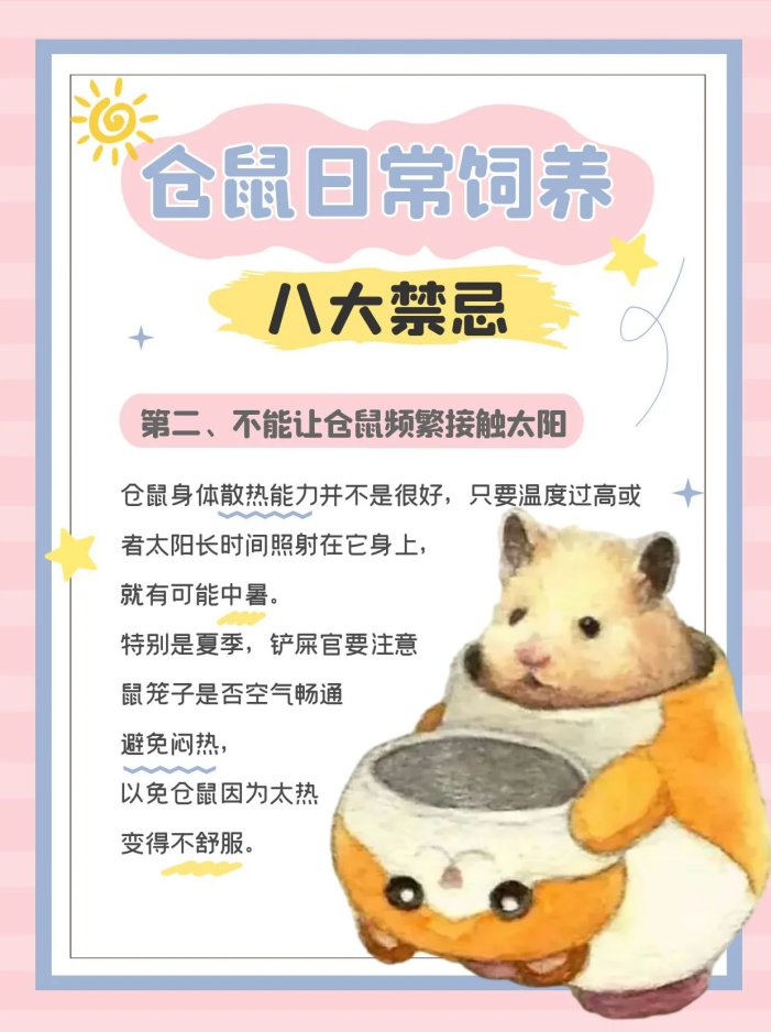 仓鼠饲养八大禁忌,新手必看