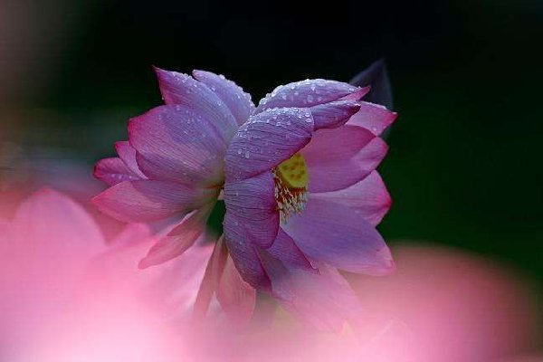 玄武湖并蒂莲被游客摘下，景区该如何保护景物不被破坏？