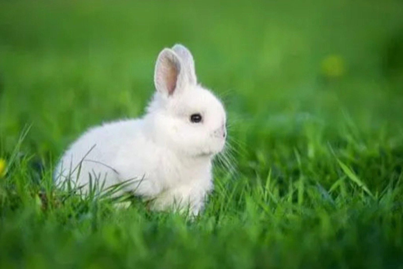 心存芥蒂指什么生肖