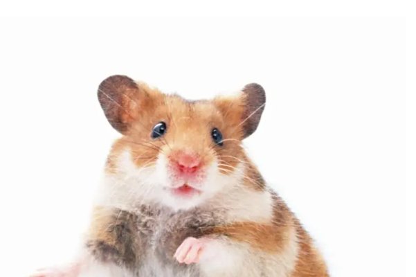 传为笑话打一生肖