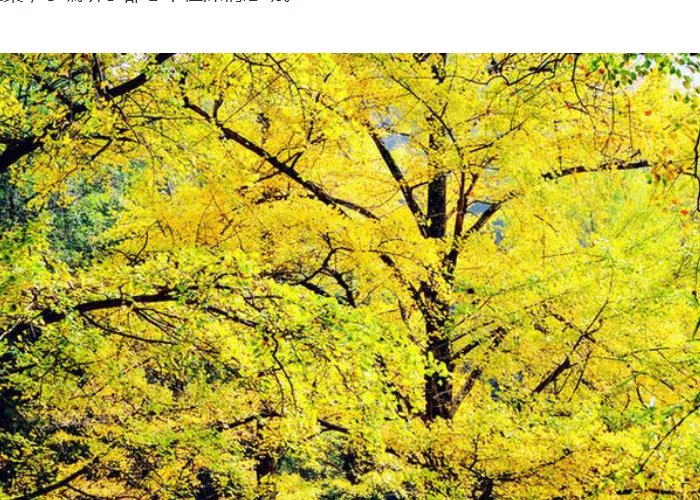 银杏什么意思啊啊？