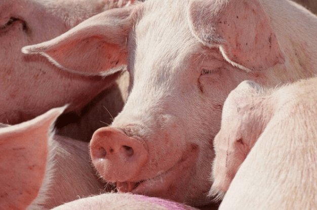 吃喝嫖赌打一个生肖