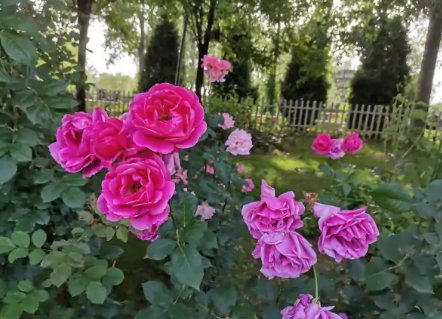 西湖标配垂柳变月季,为何会遭到当地居民的吐槽?