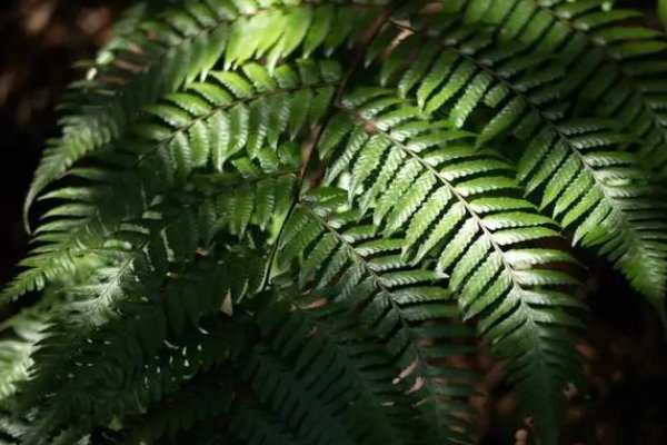 仿写植物妈妈有办法写一段话石榴