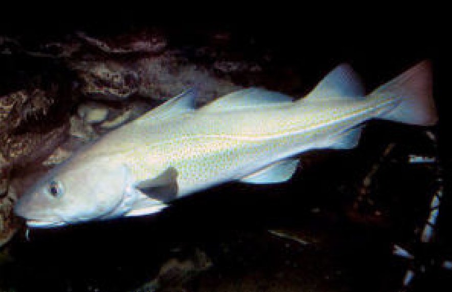 鳕鱼鳔的基本信息