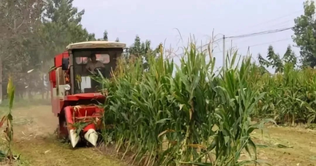 山东一小伙帮岳父收玉米，怕过敏却穿防护服，此举遭到了网友怎样的调侃？