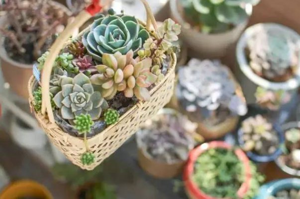 古代高n车多肉多海棠