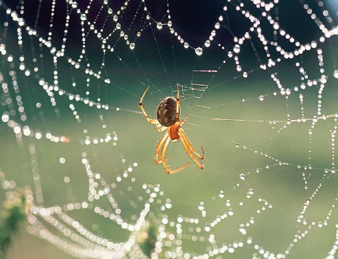 小小诸葛亮,独坐军中帐,摆下八卦阵,专捉飞来将.打一动物