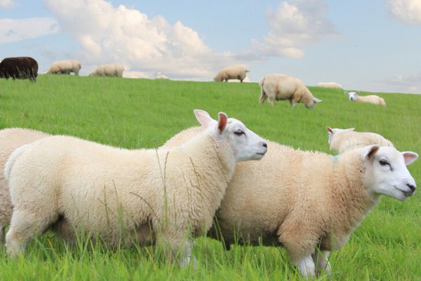 秋风衰草什么肖