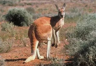 澳大利亚发生袋鼠杀人事件！袋鼠在什么情况下会杀人？