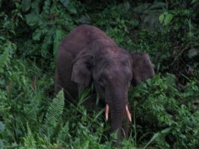 复活成功的灭绝动物是什么?