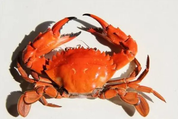 吃了3个死了10几个小时的螃蟹