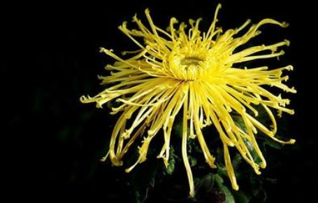 “更待菊黄家酿熟”的下一句是什么