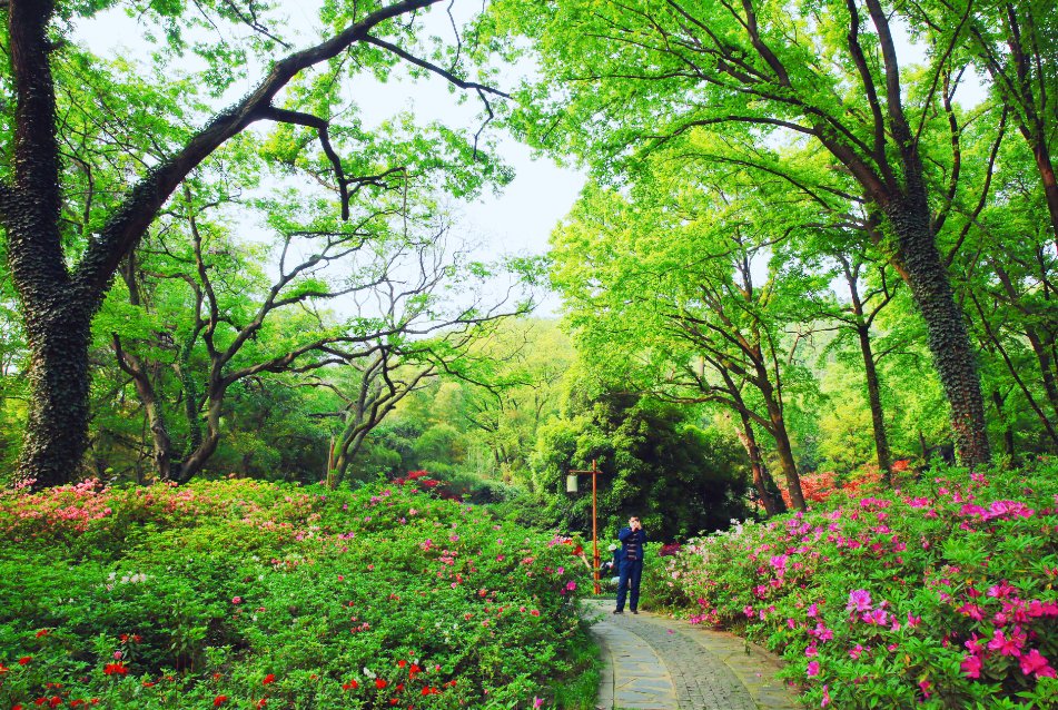 绿意盎然的拼音