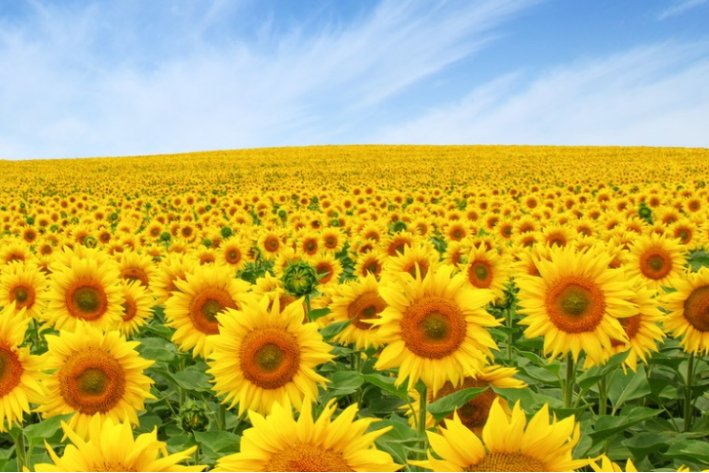 夏日的成语有哪些