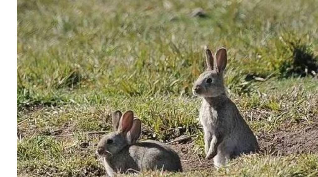 十只兔子恐怖童谣谁是凶手