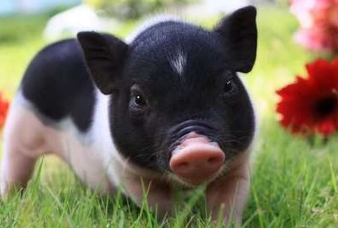 星星之火指的是什么肖