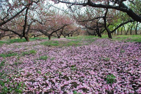 用落造句二年级上册