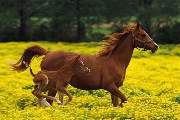 最讨人喜欢的动物是什么生肖