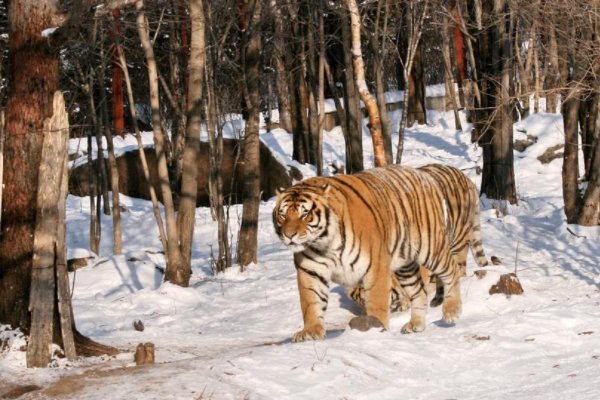 被进村东北虎扑倒女子手术结束，此女子是如何虎口逃生的？