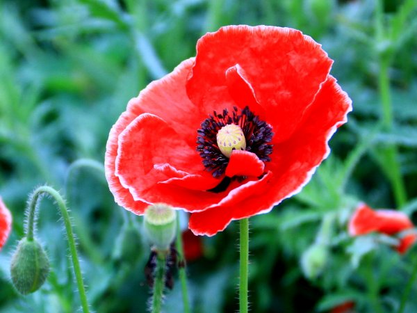 代表神明救赎的花