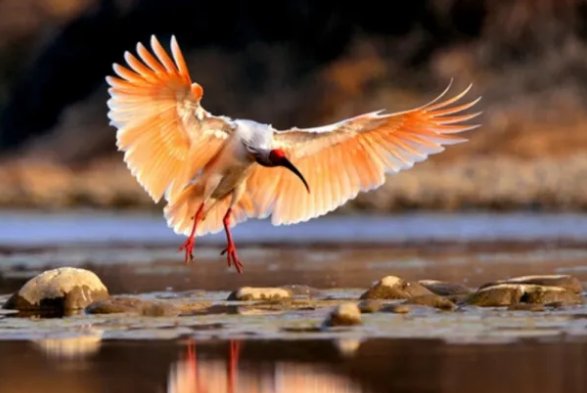 我国已发现的鸟类大约有几种