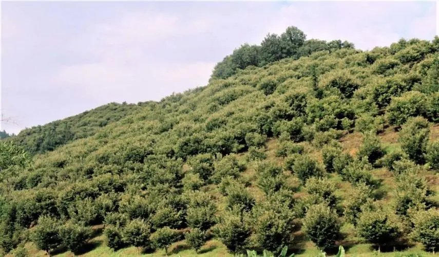 贵州省望谟县以种植什么而闻名