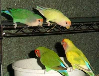 黑领情侣鹦鹉的繁殖方式