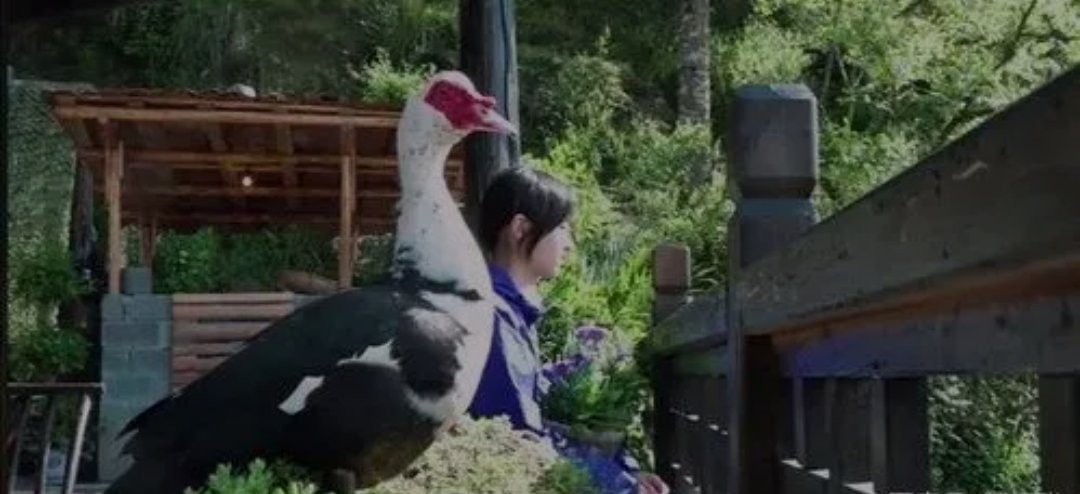 《向往的生活》节目组回应彩灯热搜,节目的彩灯存在哪些争议?