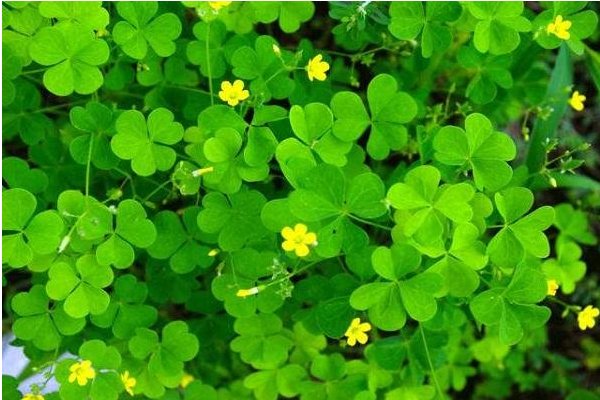 10种植物的传播方式