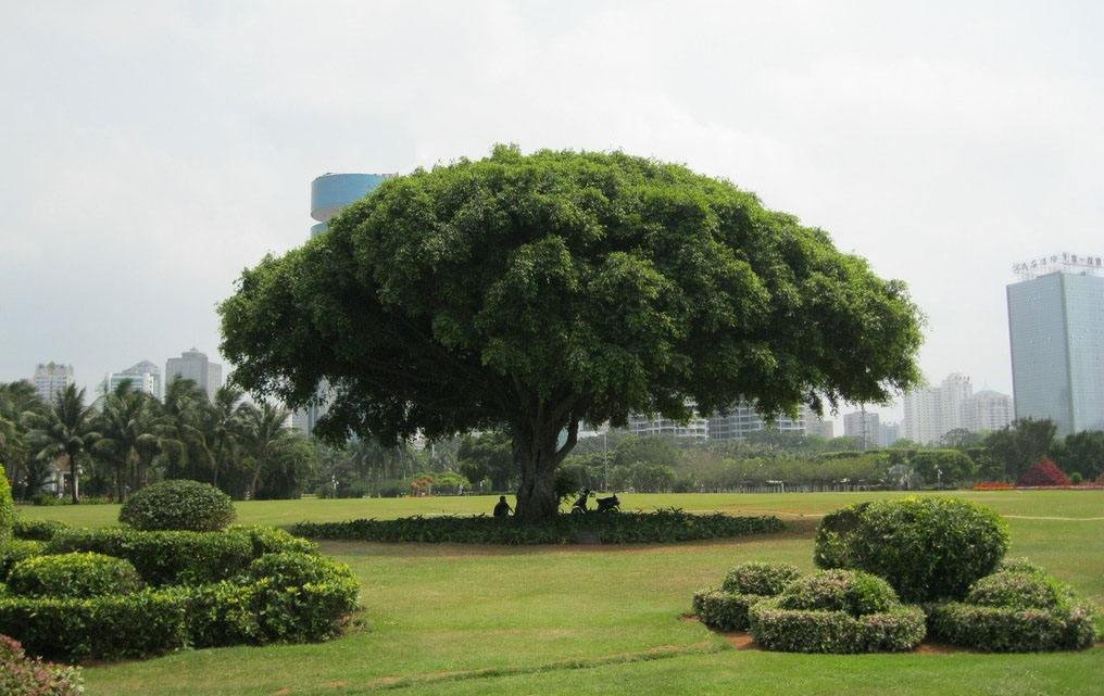 容加边旁组什么词？